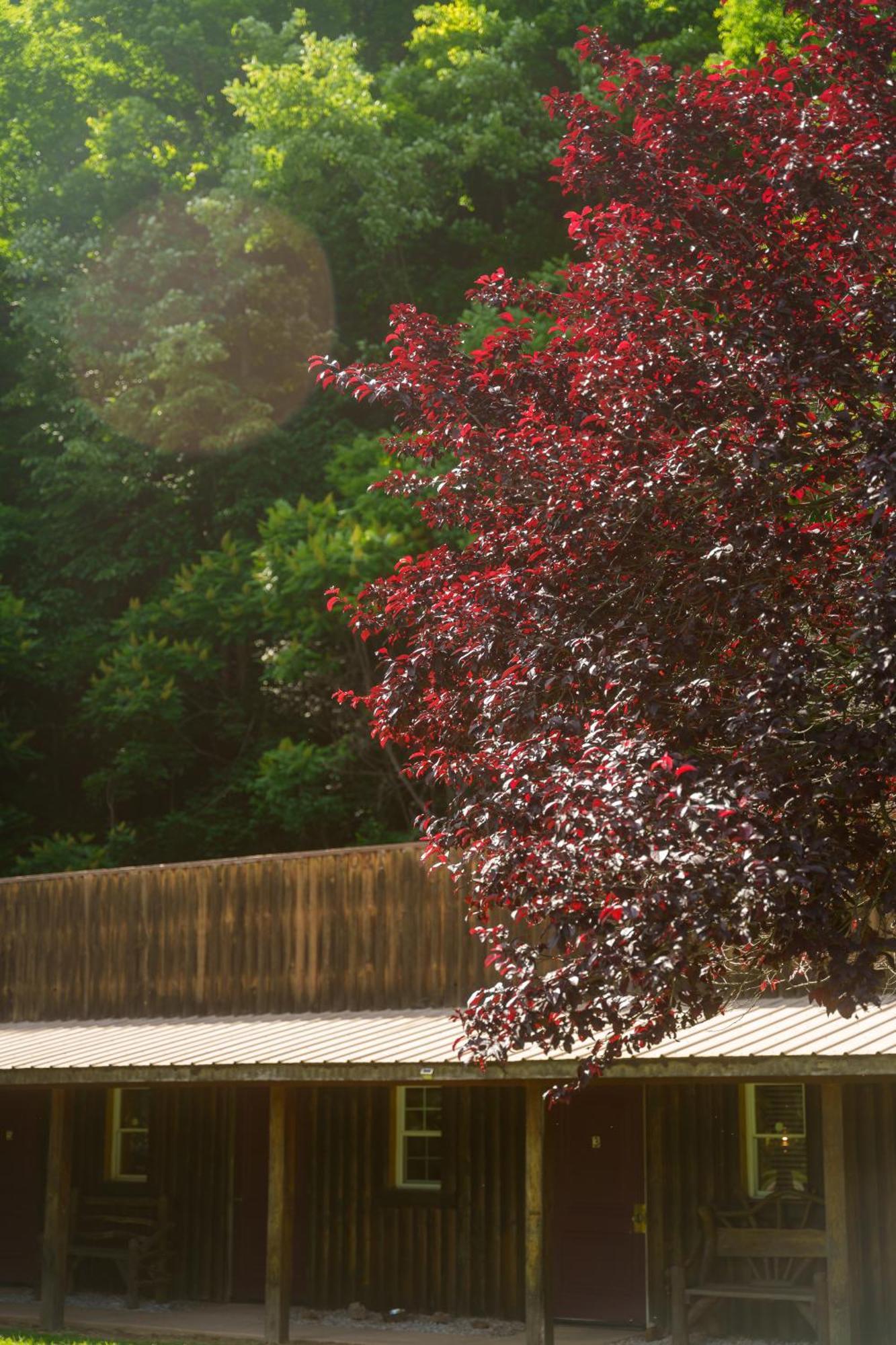 Seneca Pines Lodge Seneca Rocks Esterno foto