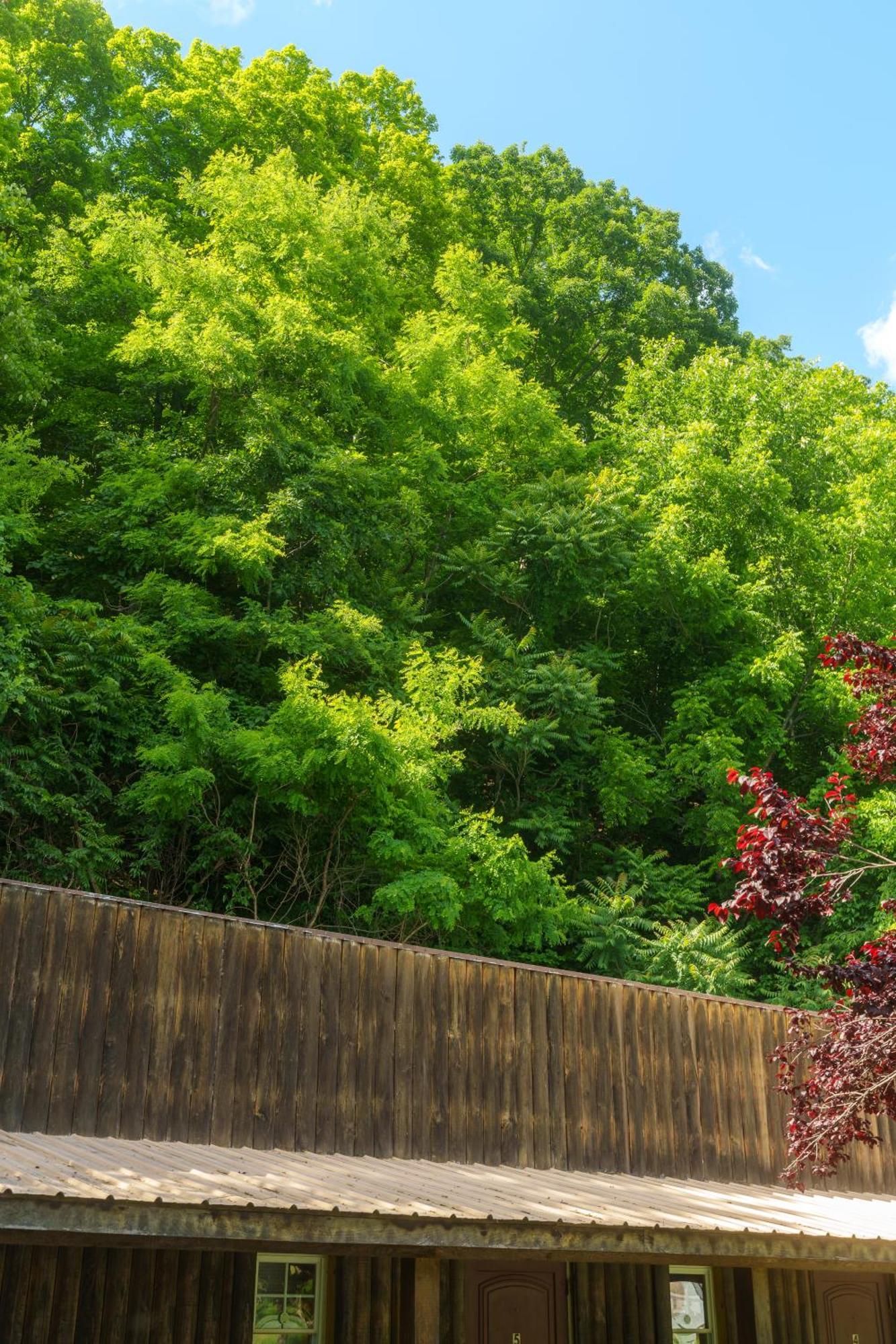 Seneca Pines Lodge Seneca Rocks Esterno foto